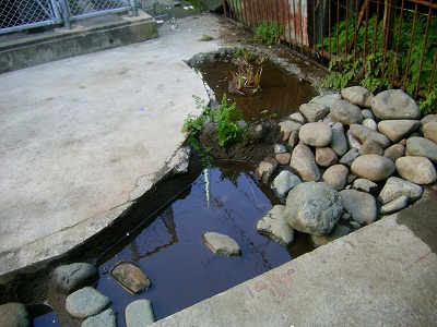 横浜市立白幡小学校にビオトープ池ができました！