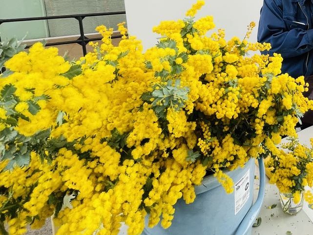 3/7開催　ノジマステラ神奈川相模原ホームゲーム　イベント情報